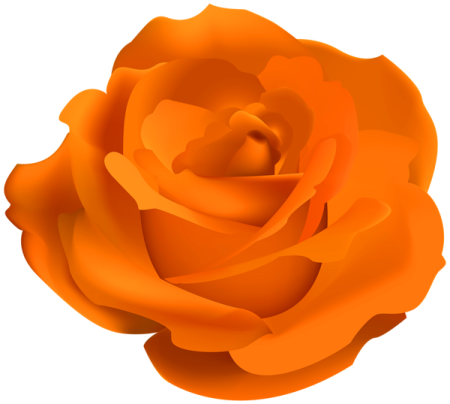 an orange rose