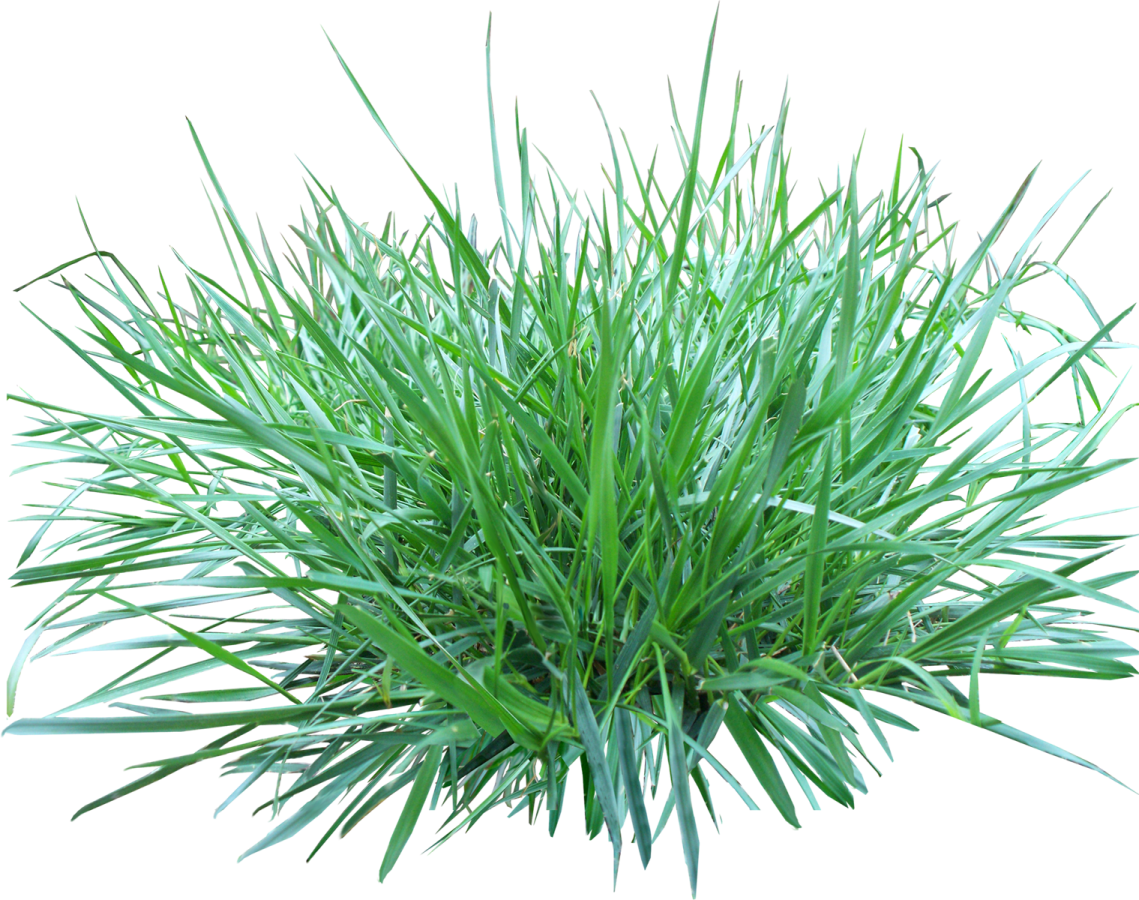 a green plant on a white background
