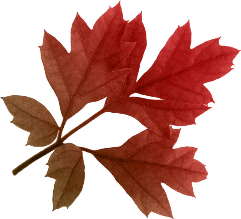 a red and brown leaf on a white background