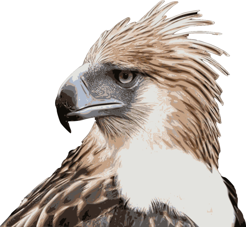 a close up of a bird's head
