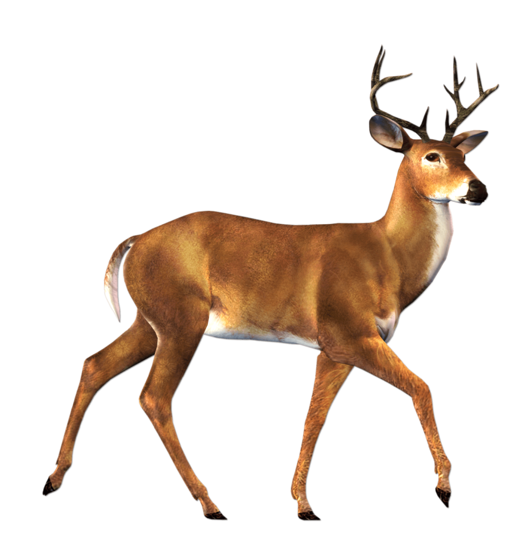 an image of a deer that is walking