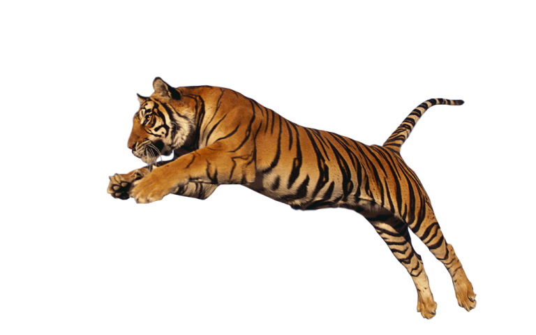 a tiger jumping in the air