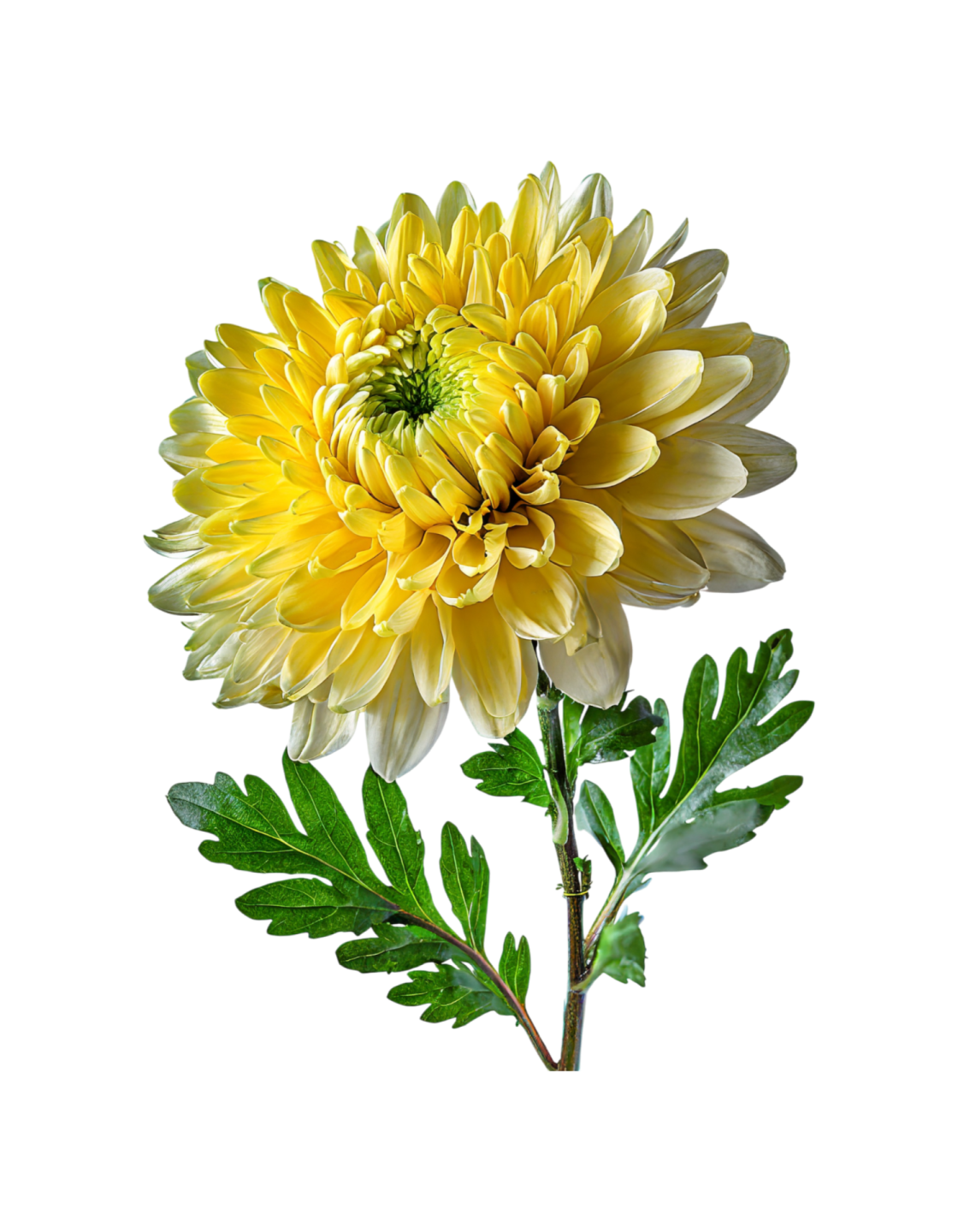 a yellow flower on a white background