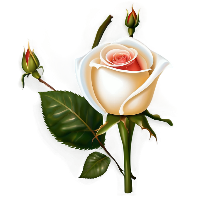 a white rose with red petals and green leaves