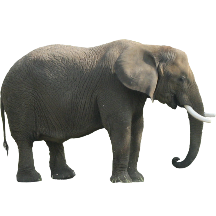 an elephant standing on a white background