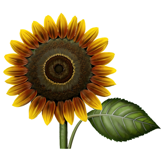 a yellow sunflower with green leaves