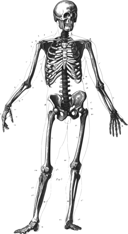 a drawing of a human skeleton