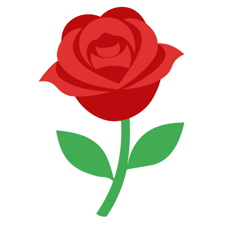 a red rose on a white background