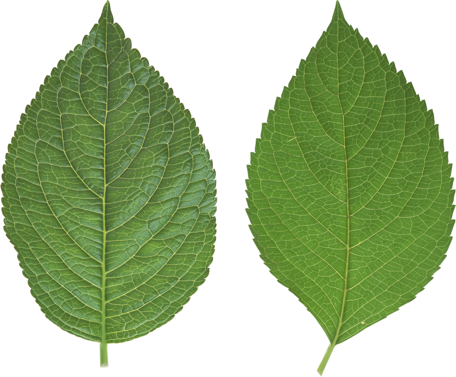 two green leaves on a white background
