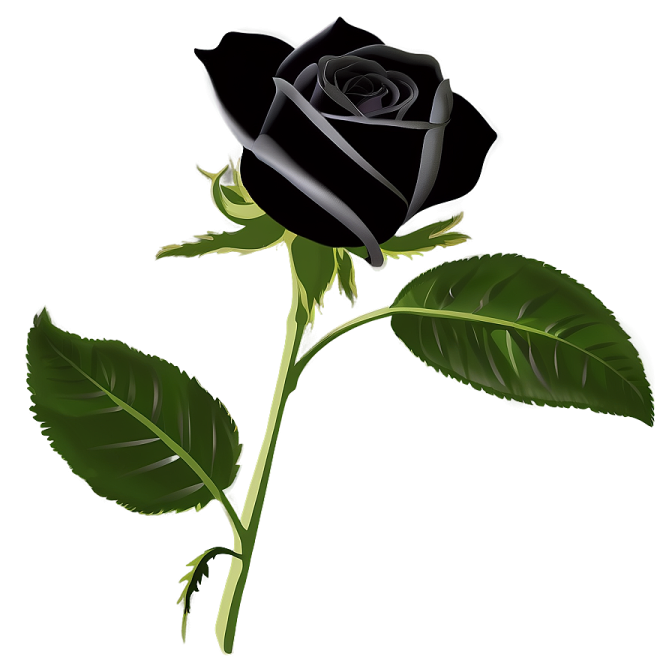 a black rose on a white background