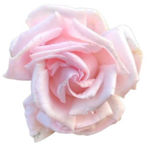a pink rose flower on a white background