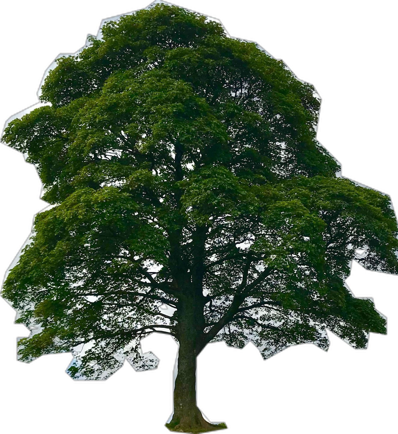 a tree with green leaves on it