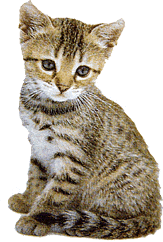 a small kitten sitting on the ground