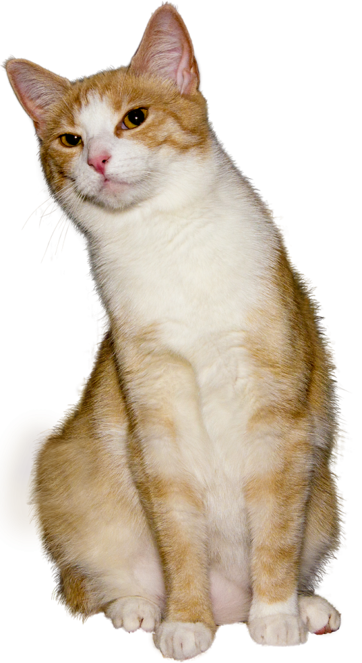 an orange and white cat sitting on the ground