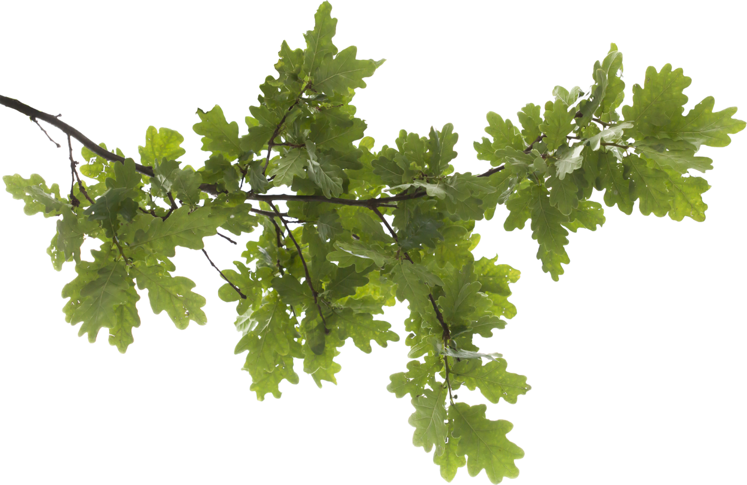 a branch with green leaves on it