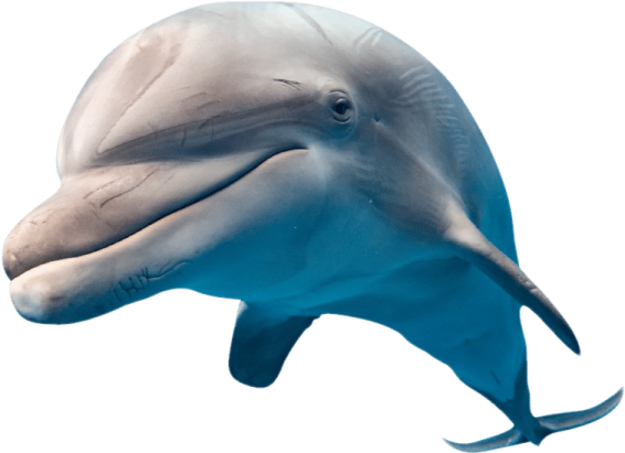 a close up view of a dolphin's head