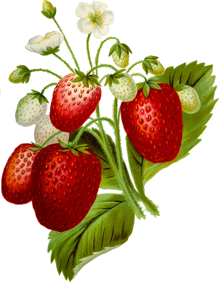 a painting of strawberries with flowers and leaves