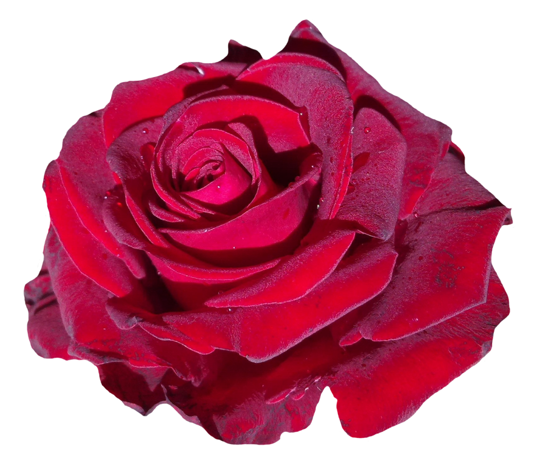 a red rose on a white background