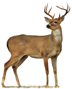 a deer standing in front of a white background