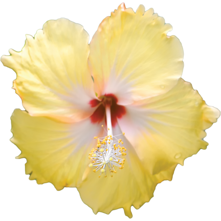 a yellow flower on a white background