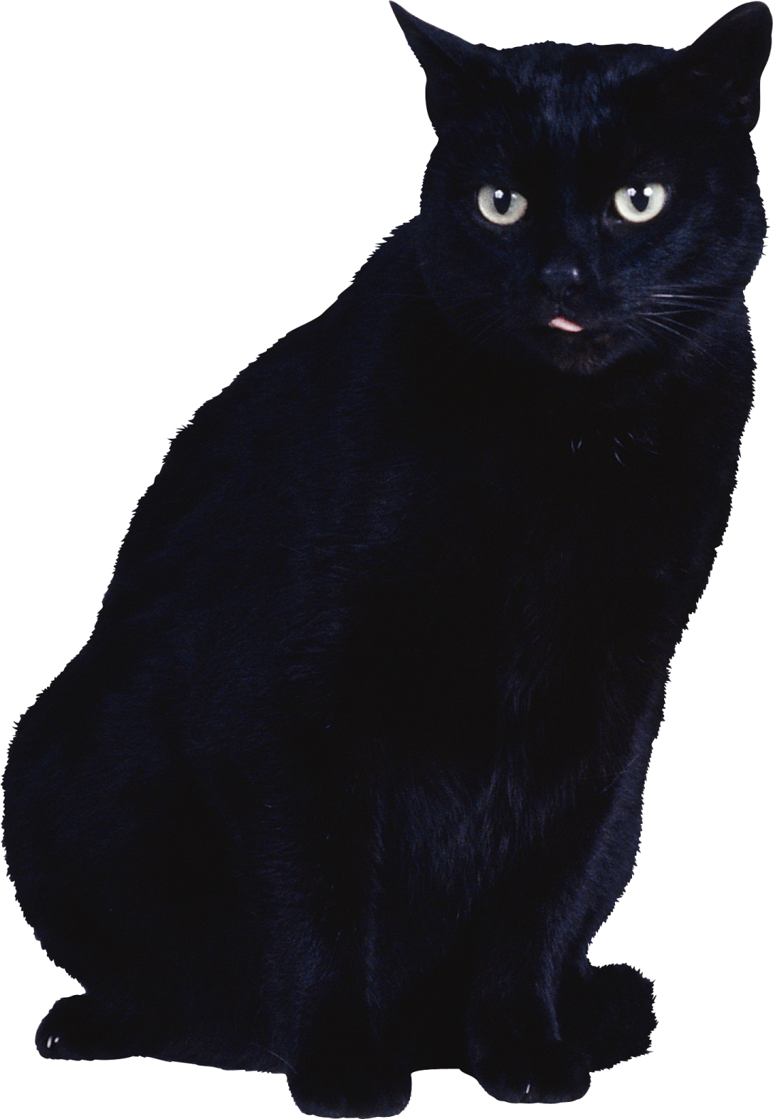 a black cat sitting on a white surface