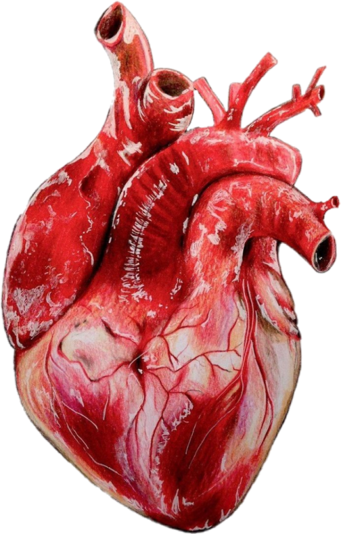 an image of a human heart