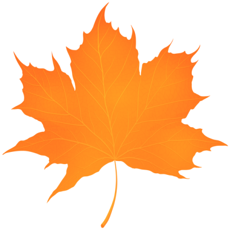a maple leaf on a white background