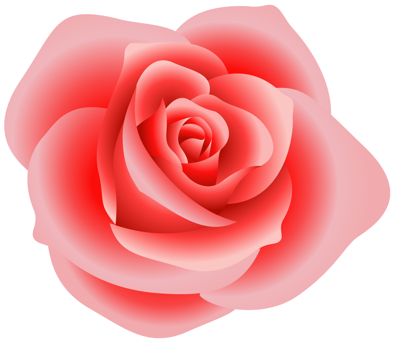 a red rose on a white background