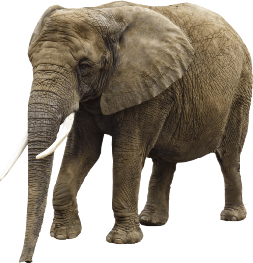 an elephant standing in front of a white background