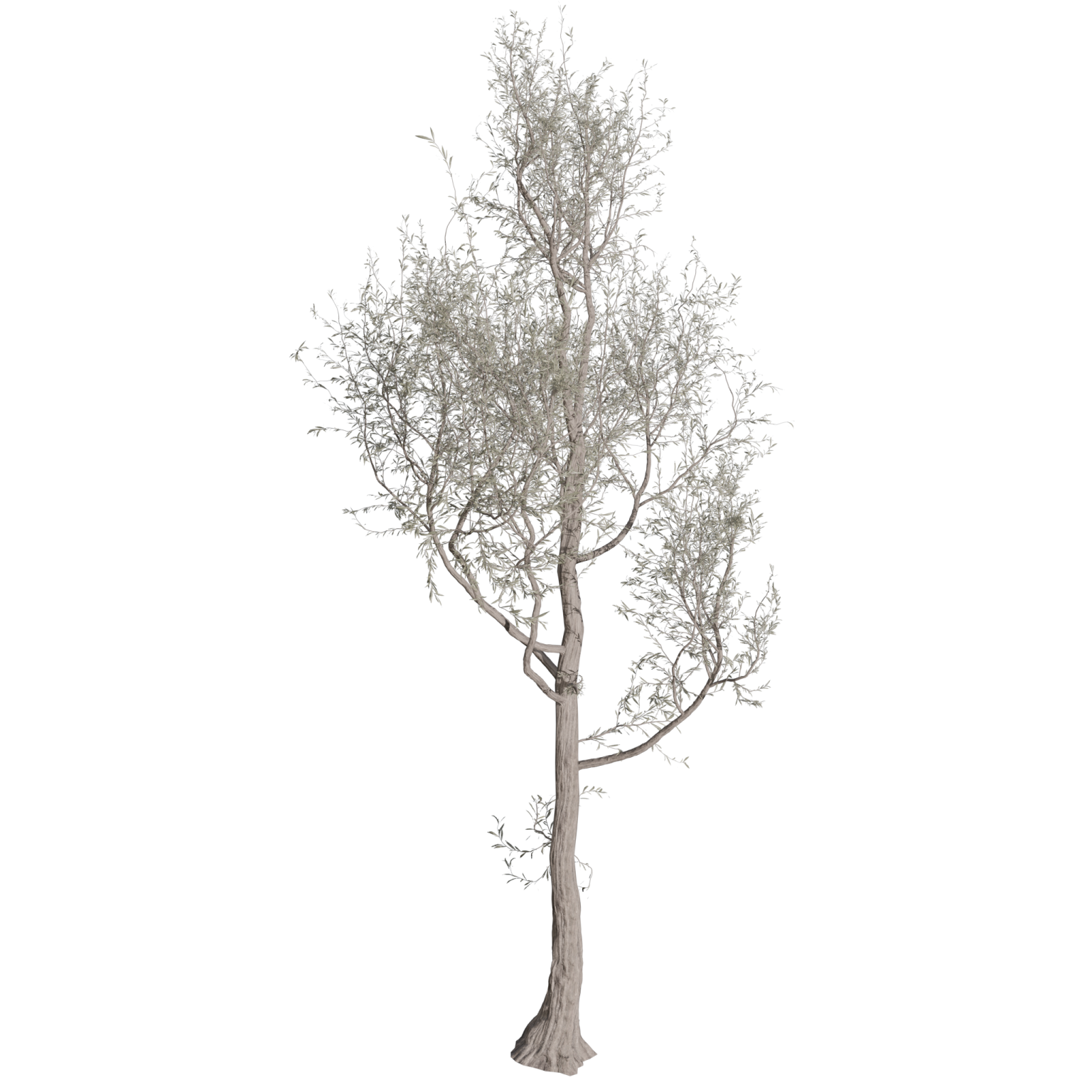 an olive tree on a white background