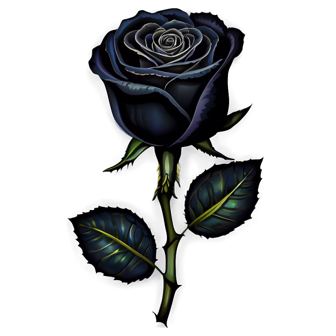a black rose on a white background