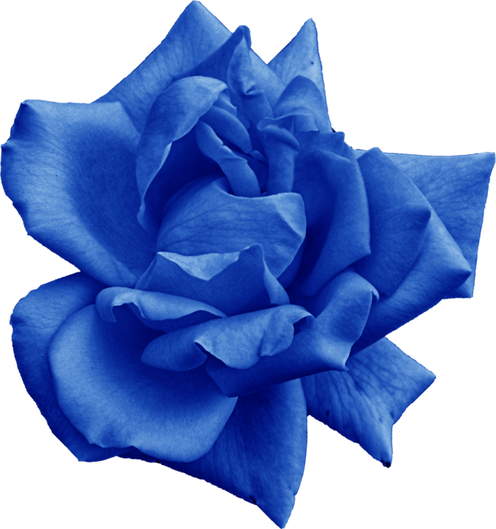a blue rose on a white background