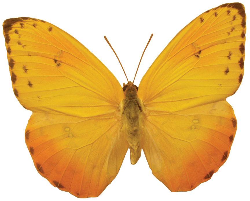 a yellow butterfly on a white background