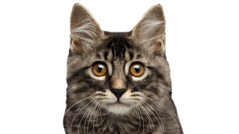 a black and white cat with yellow eyes