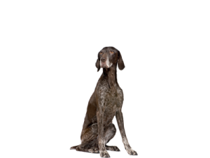 a brown and white dog sitting on the ground