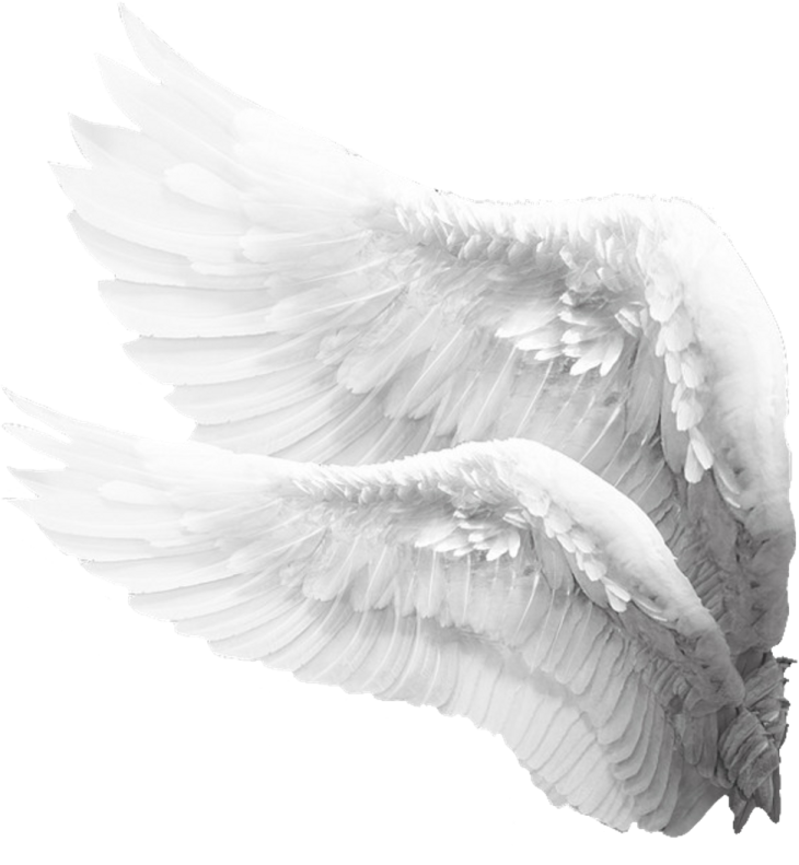 a pair of white wings on a white background