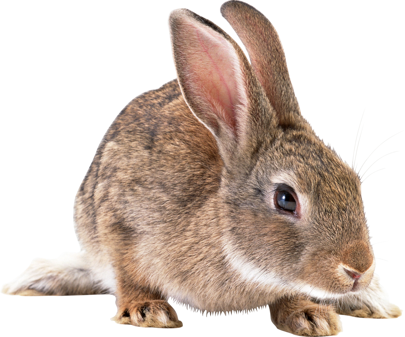 a close up of a rabbit on a white background