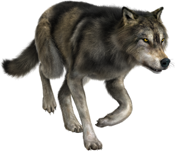 an image of a wolf with yellow eyes
