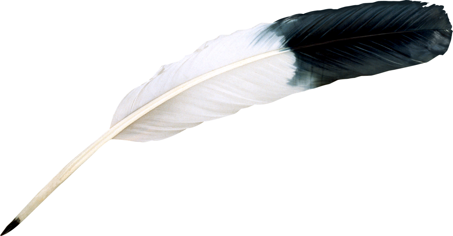 a black and white feather on a white background