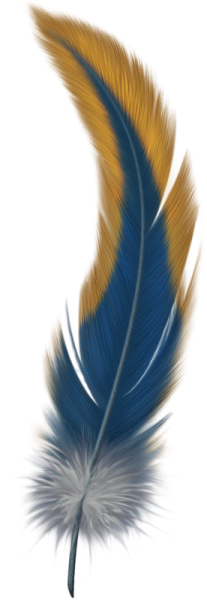 a blue and yellow feather on a white background
