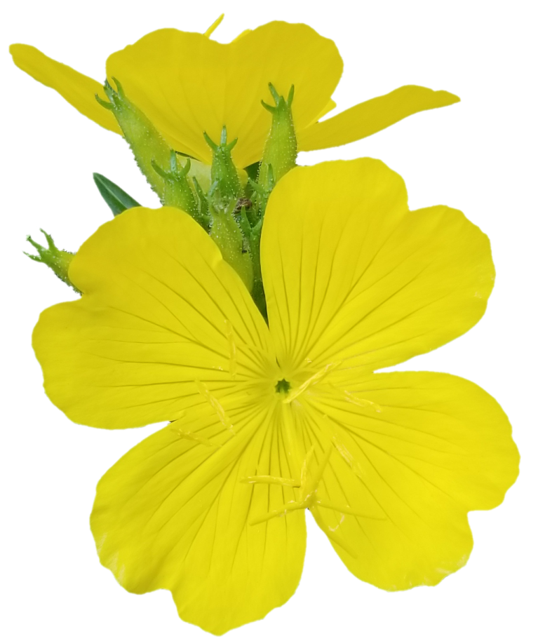 a yellow flower on a white background