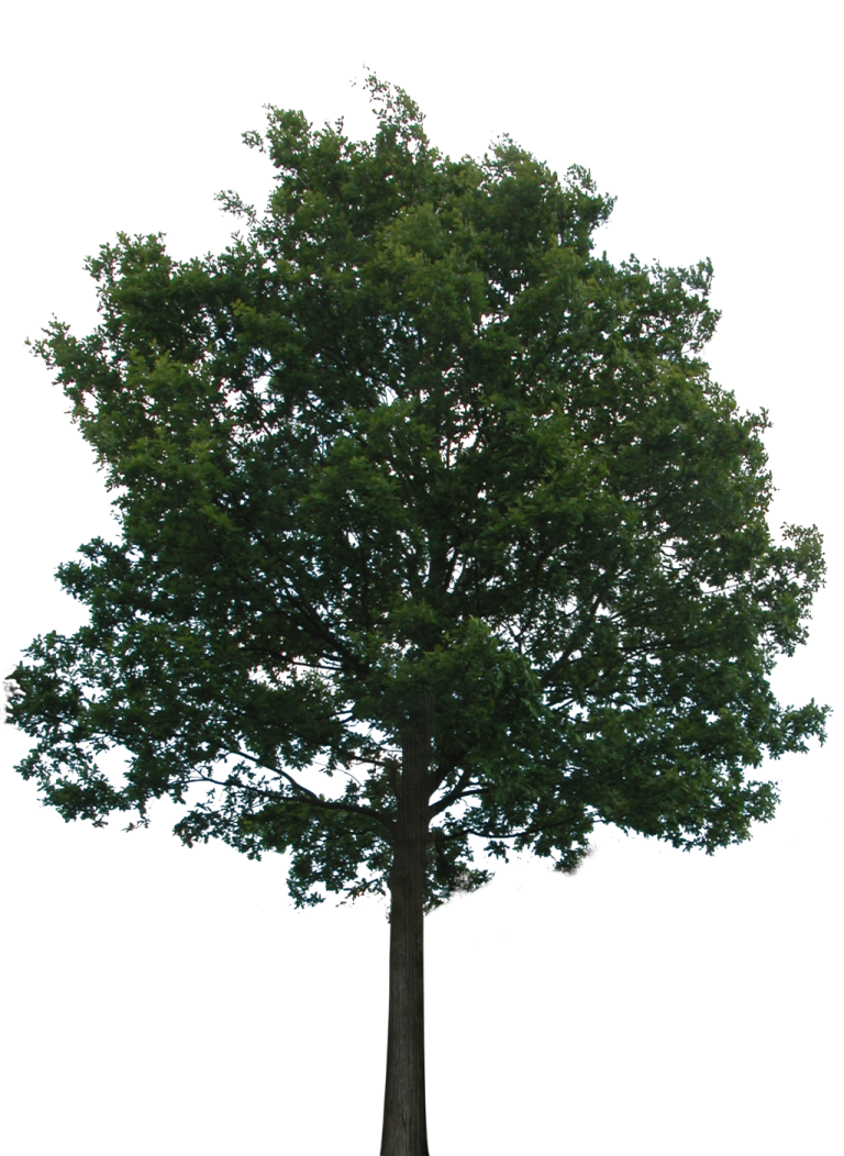 a large tree on a white background
