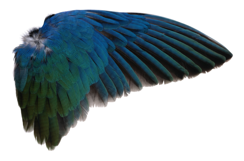 a blue and green bird with its wings spread