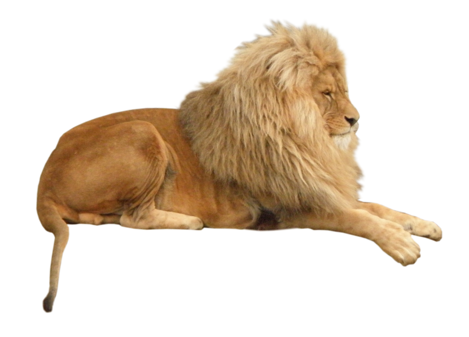 a lion laying down on a white background