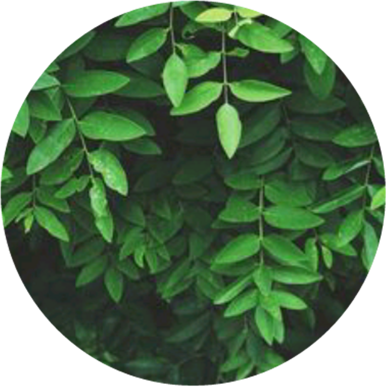 a green plant with leaves in the center