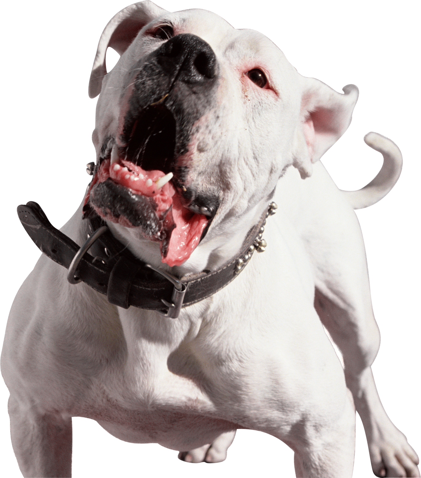a white and black dog with its mouth open