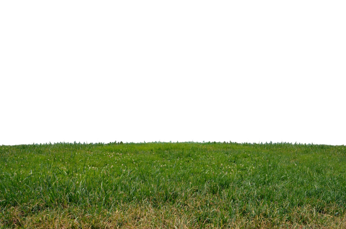 a field of green grass