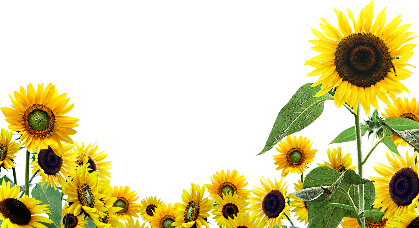 a border of sunflowers on a white background