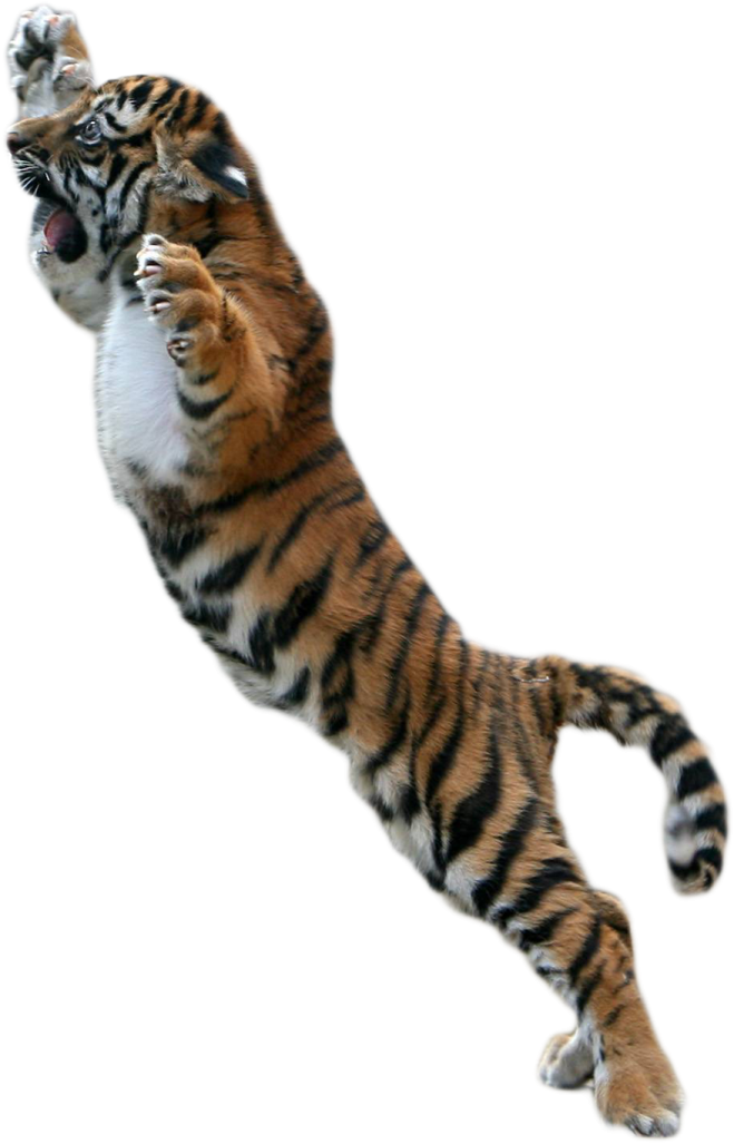 a tiger is jumping up in the air