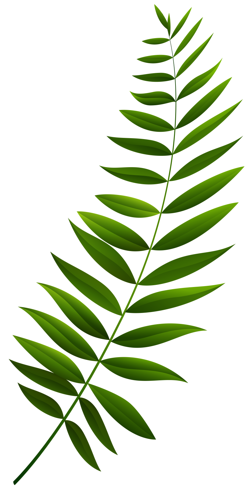 a green leaf on a white background